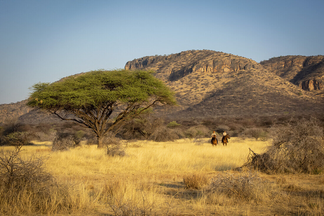 Zwei Frauen reiten auf Pferden (Equus ferus caballus), die an Akazienbäumen vorbei durch den Busch auf der Gabus Game Ranch reiten, mit Bergen im Hintergrund bei Sonnenuntergang; Otavi, Otjozondjupa, Namibia.