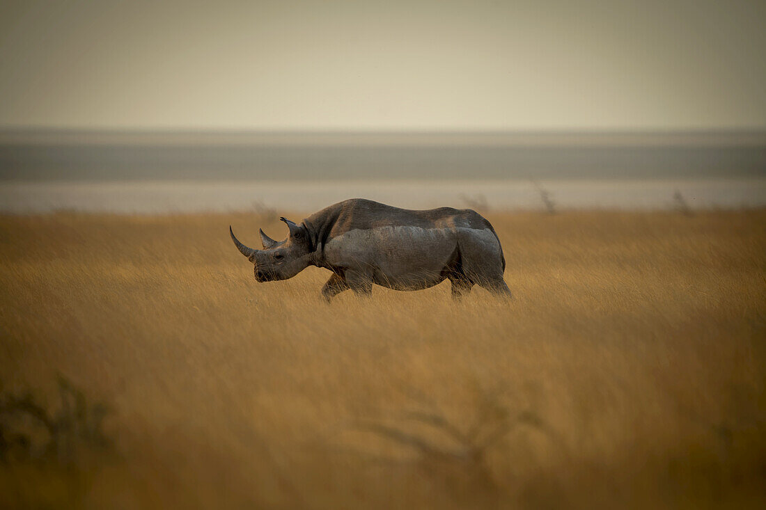 White Rhinoceros (Ceratotherium simum) walks through the long grass across the savanna in profile in the Etosha National Park at sunset; Otavi, Oshikoto, Namibia