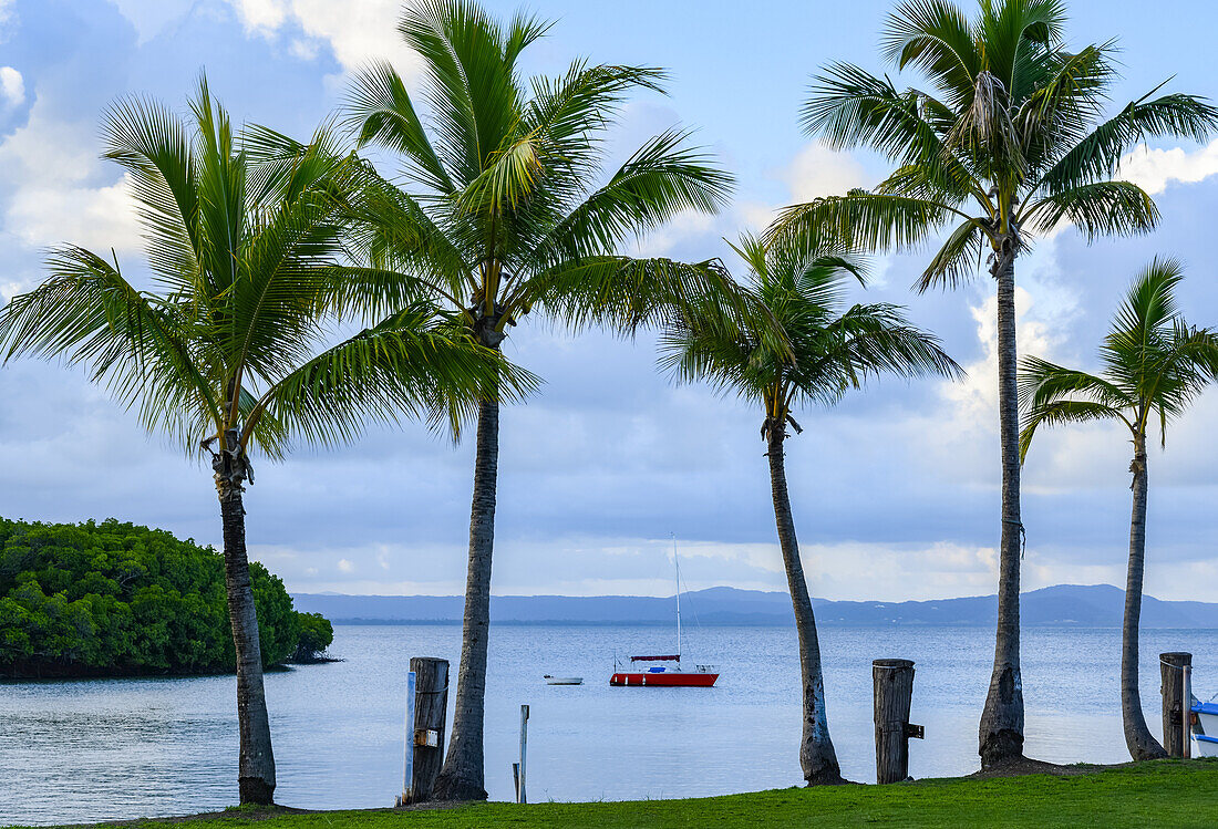 Sailboat moored offshore at an inlet with palm trees; Queensland, Australia