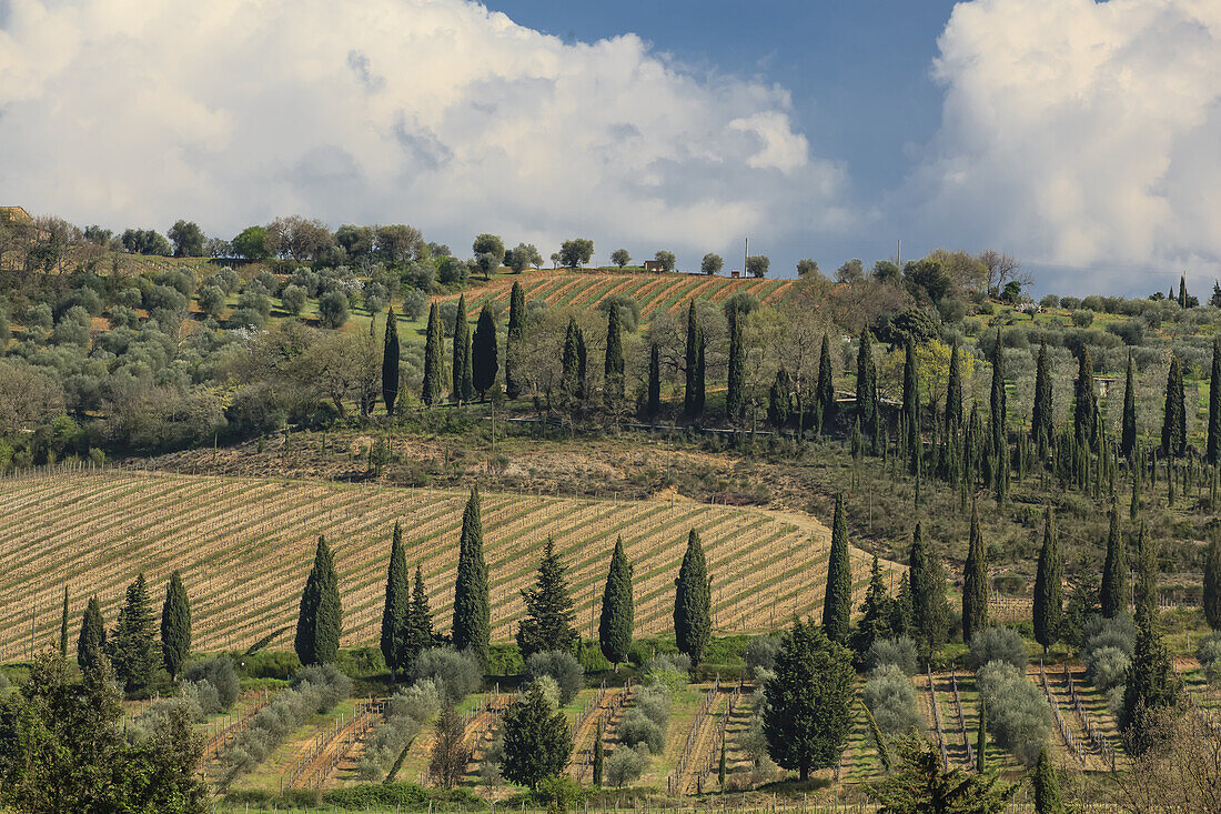 Farmland in the hills of Tuscany; Tuscany, Italy