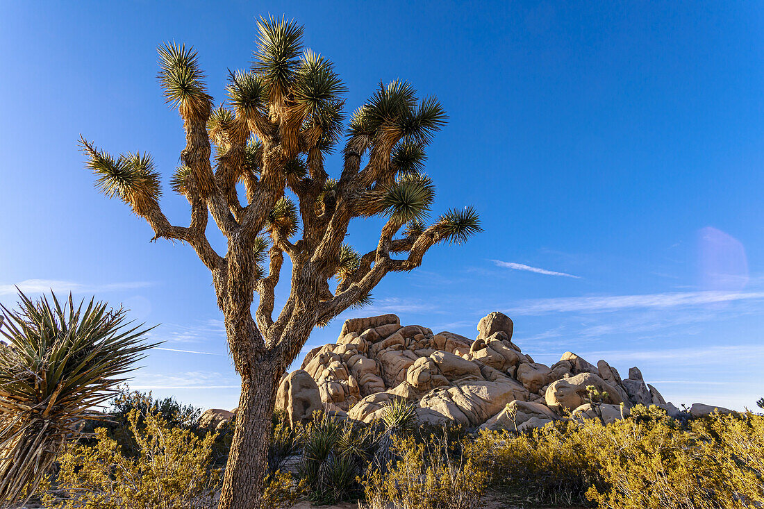 Nahaufnahme eines Joshua-Baums (Yucca brevifolia) und einer felsigen Wüstenlandschaft im Joshua Tree National Park bei Palm Springs; Kalifornien, Vereinigte Staaten von Amerika.