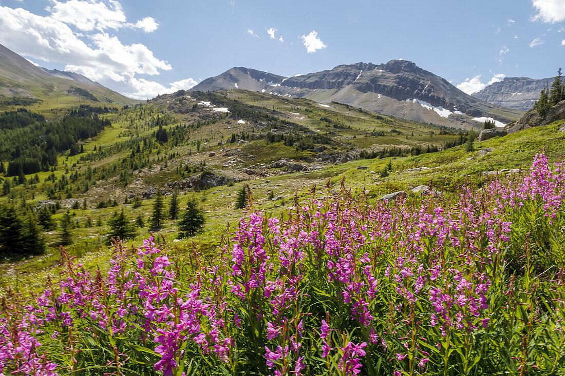 Fireweed (Chamaenerion angustifolium) plants on the meadow in the Skoki Region of Banff National Park; Alberta, Canada