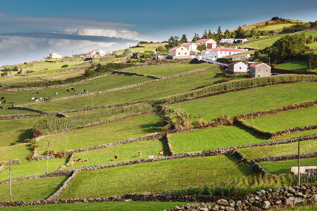 Luftaufnahme von landwirtschaftlichen Gebäuden und grasbewachsenem Ackerland, das durch Steinmauern entlang des Küstengebirges getrennt ist; Terceira, Azoren.