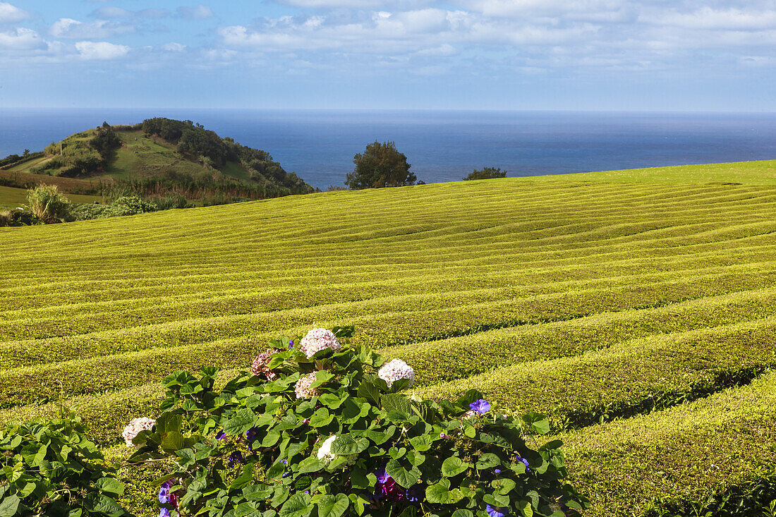 Nahaufnahme der üppigen, grünen Teepflanzen auf den Feldern der berühmten Teefabrik Gorreana an der Küste des Atlantischen Ozeans; Insel Sao Miguel, Azoren.
