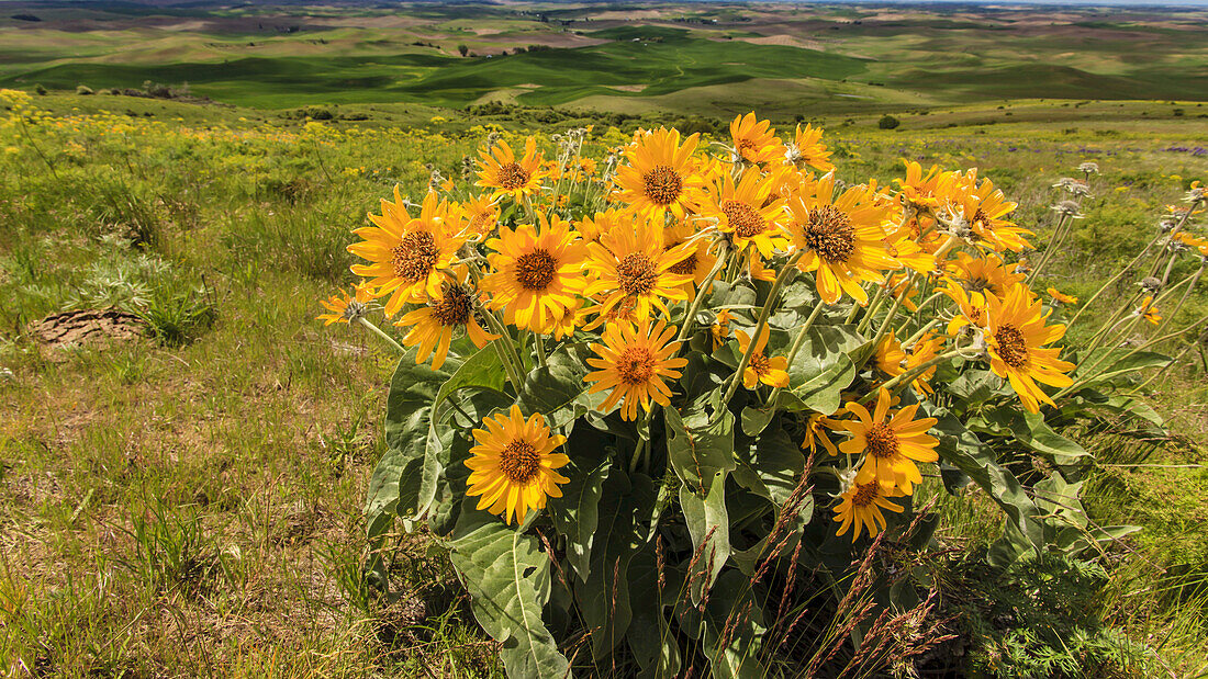 Close-up of a cluster of yellow daisies in a grassy field with crops on the farmland in the distance; Palouse, Washington, United States of America