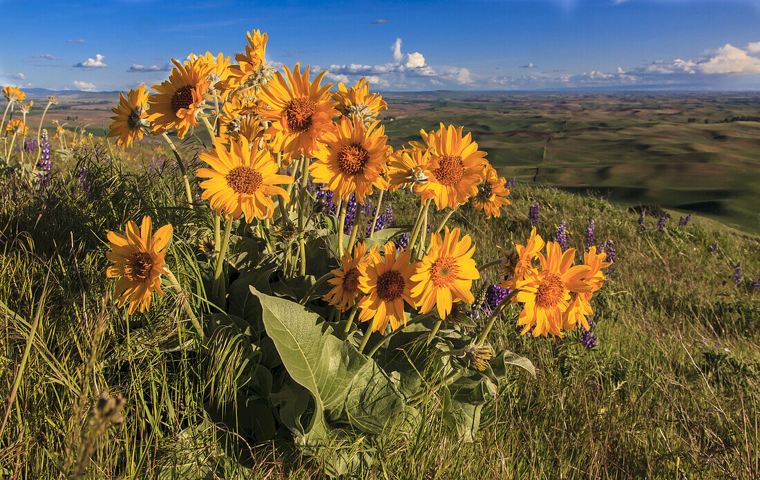 Close-up of a cluster of yellow daisies in a grassy field with crops on the farmland in the distance; Palouse, Washington, United States of America