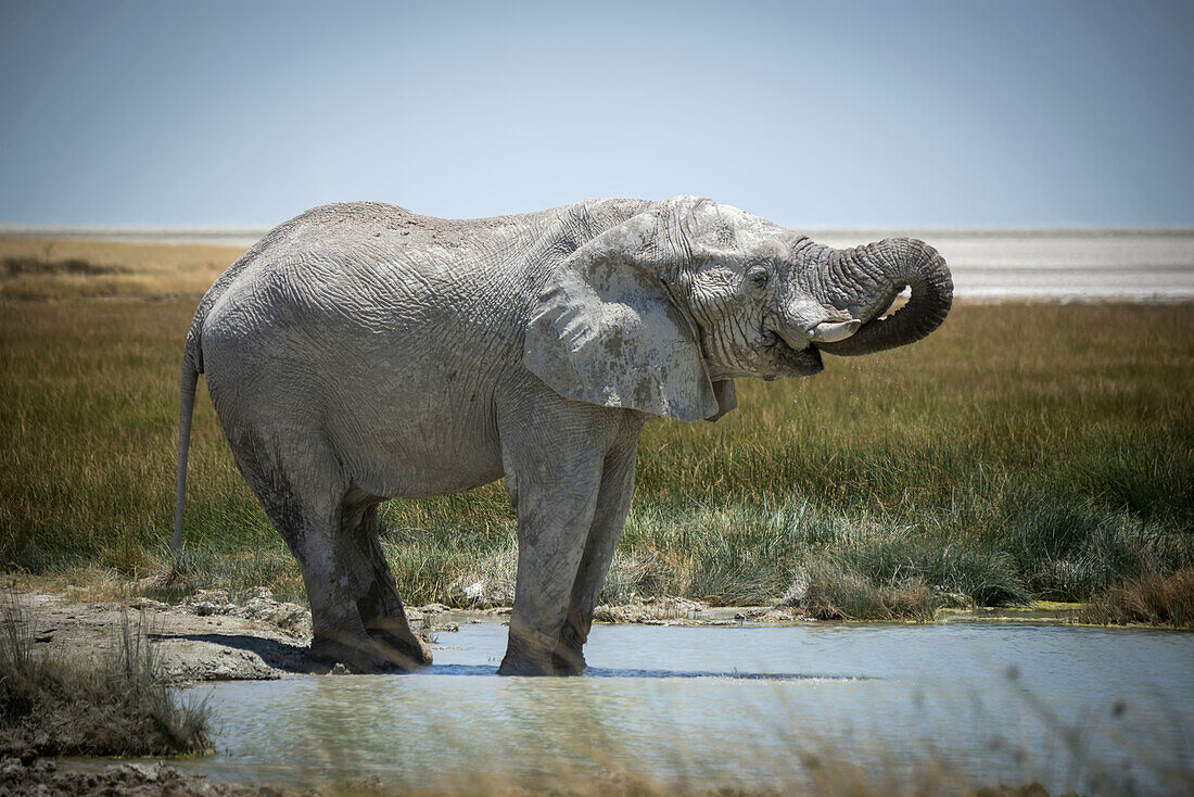 Afrikanischer Buschelefant (Loxodonta africana) trinkt aus einem grasbewachsenen Wasserloch, den Rüssel ins Maul gekrümmt, in der Savanne des Etosha-Nationalparks; Otavi, Oshikoto, Namibia.