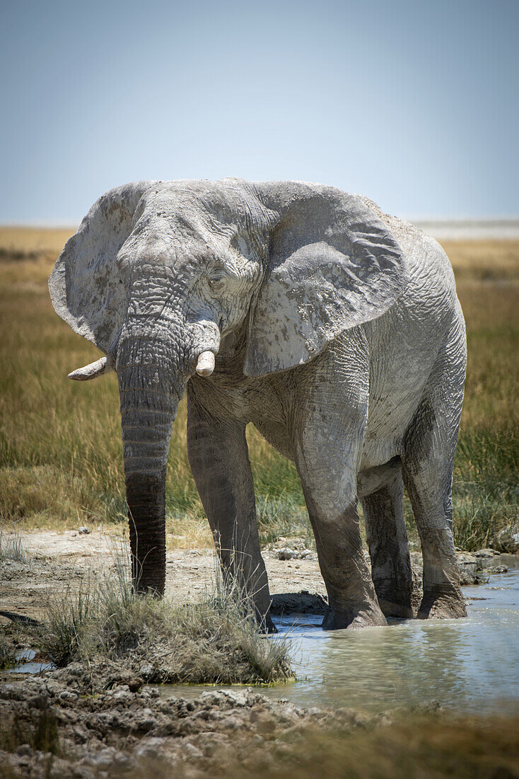 Afrikanischer Buschelefant (Loxodonta africana) watet durch den Schlamm und trinkt aus einem grasbewachsenen Wasserloch in der Savanne im Etoscha-Nationalpark und schaut in die Kamera; Otavi, Oshikoto, Namibia.