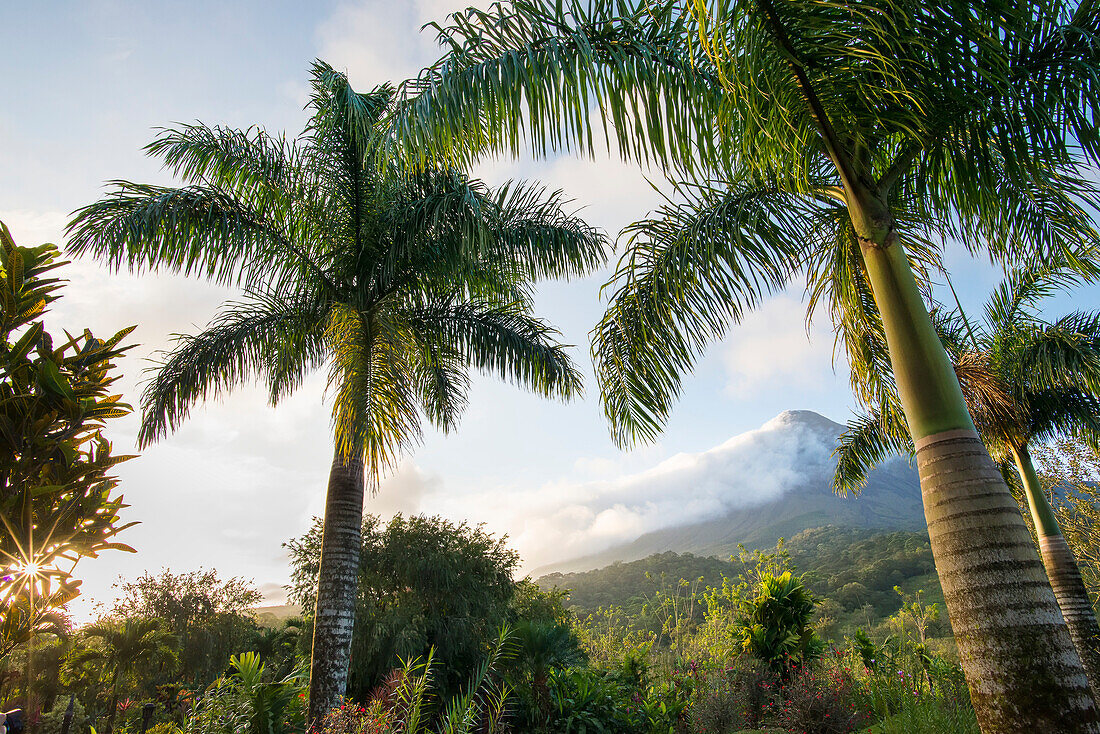 Blick durch Palmen über eine tropische Landschaft, während die Sonne über dem Vulkan Arenal, einem aktiven Stratovulkan, aufgeht; Provinz Alajuela, Costa Rica.