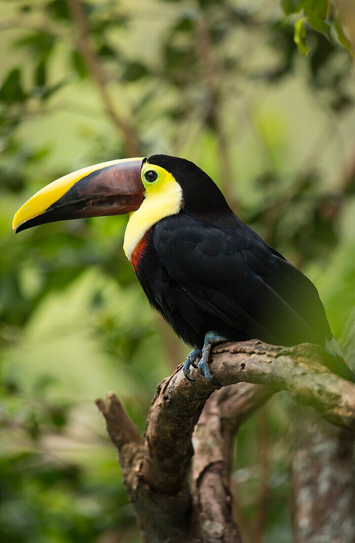 Profile portrait of a chestnut-mandibled toucan (Ramphastos ambiguus swainsonii) perches in a tree in the Costa Rican rainforest; Alajuela Province, Costa Rica