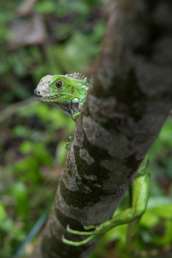 A juvenile, green iguana (Iguana iguana) peeking out and looking at camera while walking along a tree branch; Puntarenas, Costa Rica