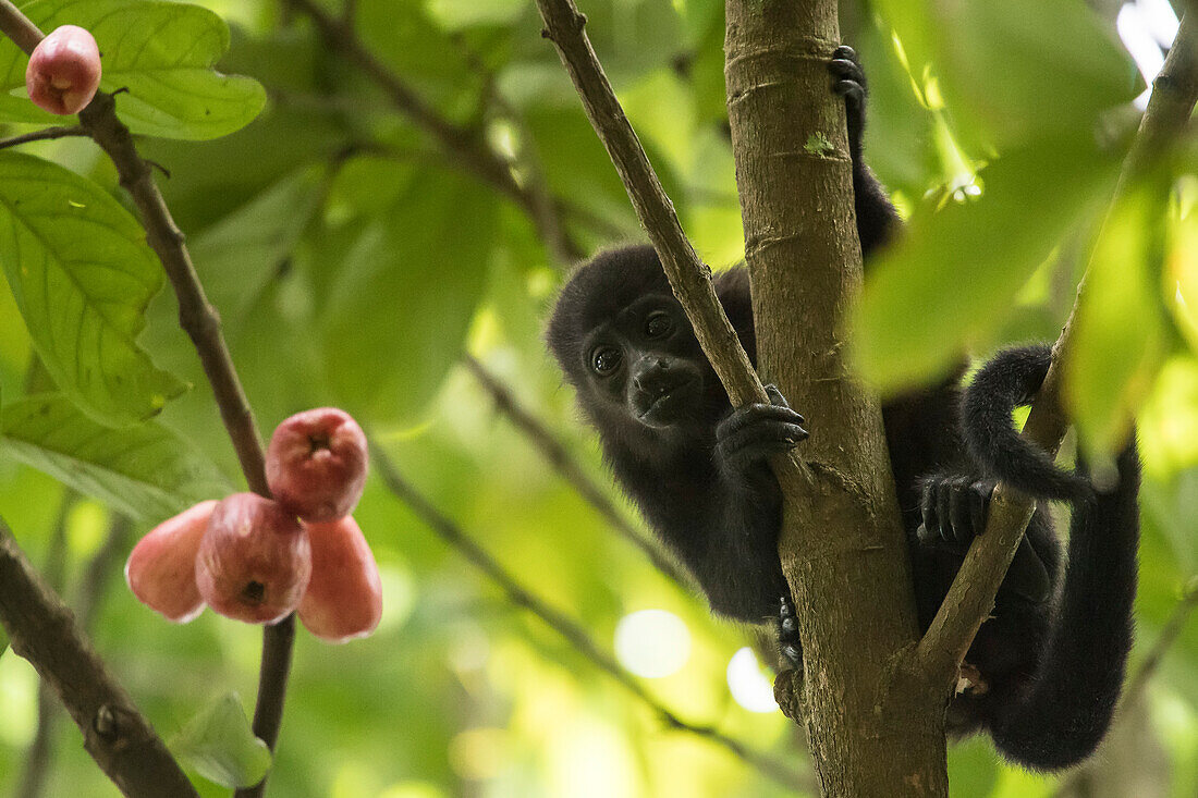 A mantled howler monkey (Alouatta palliata) sitting in an apple tree looking at the camera through the branches; Puntarenas, Costa Rica