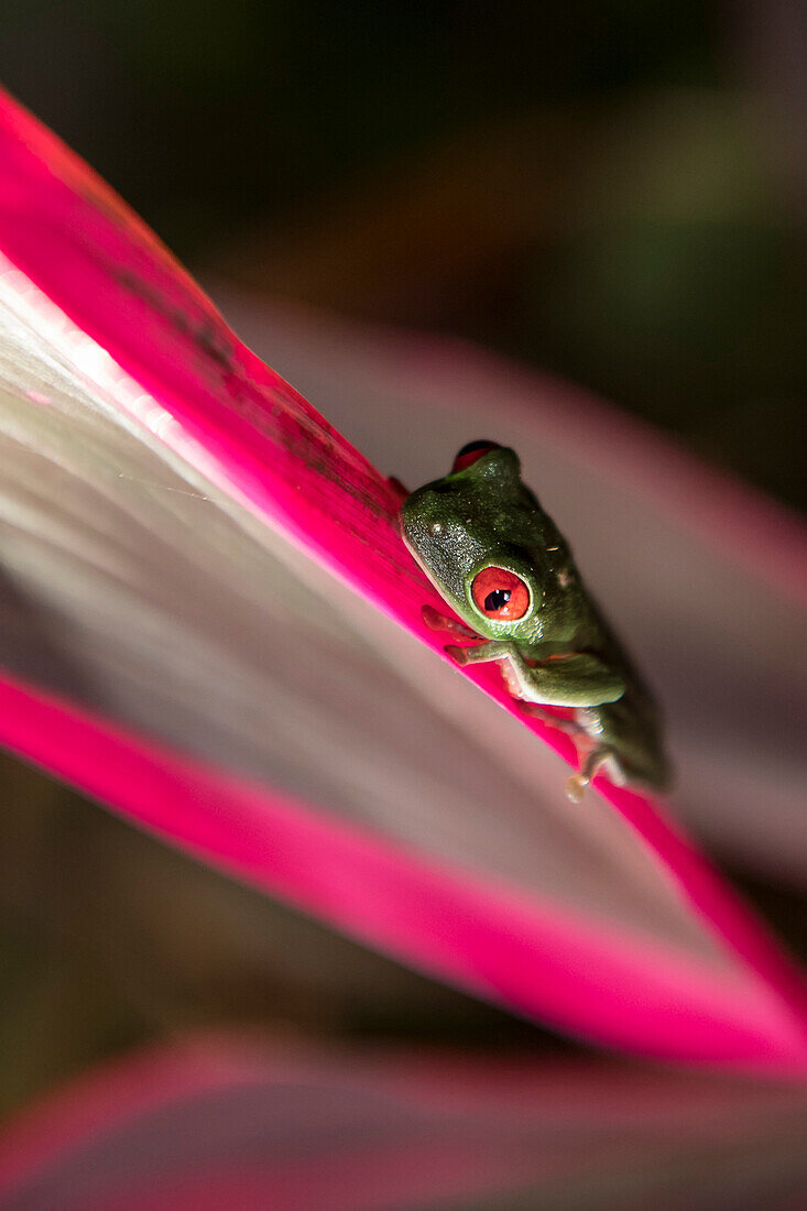 Ein rotäugiger Laubfrosch (Agalychnis callidryas) ruht auf einem Blatt einer Cordyline-Pflanze (Cordyline fruticosa); Puntarenas, Costa Rica