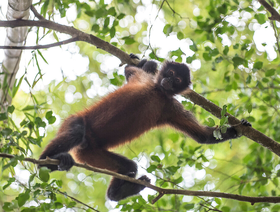 Porträt eines Geoffroy-Klammeraffen (Ateles geoffroyi), der in die Kamera blickt, während er an einem Ast im Regenwalddach hängt; Puntarenas, Costa Rica.