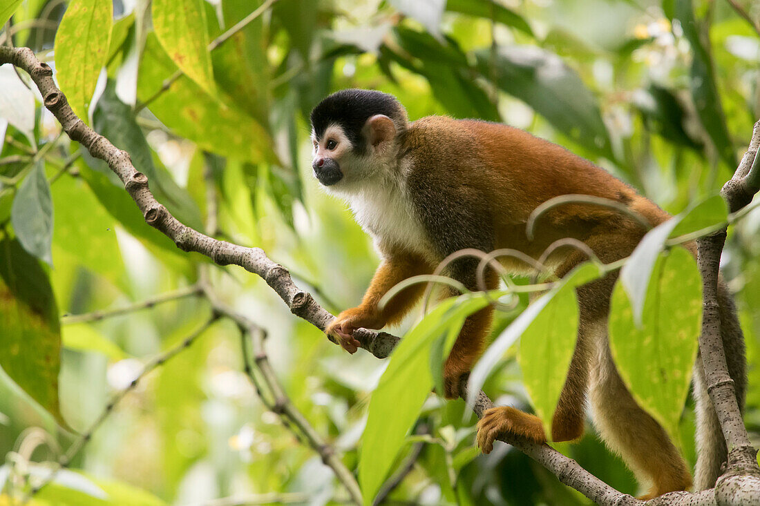 Porträt eines Totenkopfäffchens (Saimiri), das durch die Baumkronen des Regenwaldes klettert; Puntarenas, Costa Rica.