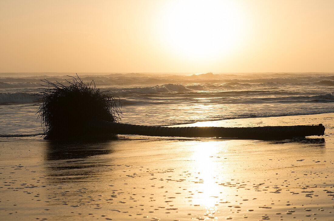 Sonnenaufgang über dem Karibischen Meer an der Ostküste Costa Ricas mit der Silhouette einer umgestürzten Palme (Arecaceae), die am Strand liegt; Provinz Limon, Costa Rica.