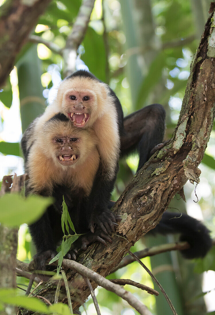 Close-up of two, white-headed capuchin monkeys (Cebus capucinus) baring their teeth while standing in a tree in the rainforest; Puntarenas, Costa Rica