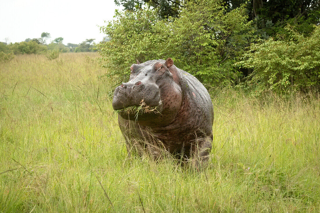 Porträt eines Flusspferdes (Hippopotamus amphibius), das in einem Feld in der Savanne zwischen Büschen steht, einen Mund voll Gras frisst und in die Kamera schaut; Narok, Masai Mara, Kenia.