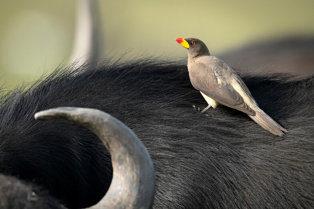 Nahaufnahme eines Gelbschnabelspechts (Buphagidae africanus), der auf dem Rücken eines Kaffernbüffels (Syncerus caffer caffer) sitzt; Narok, Masai Mara, Kenia