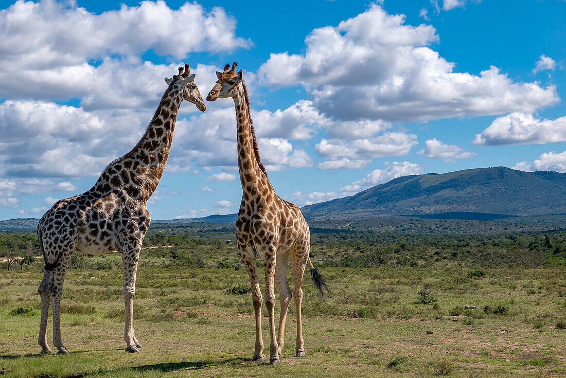 Zwei Giraffen (Giraffa) begegnen sich in der Savanne in einem Safaripark; KwaZulu-Natal, Südafrika.