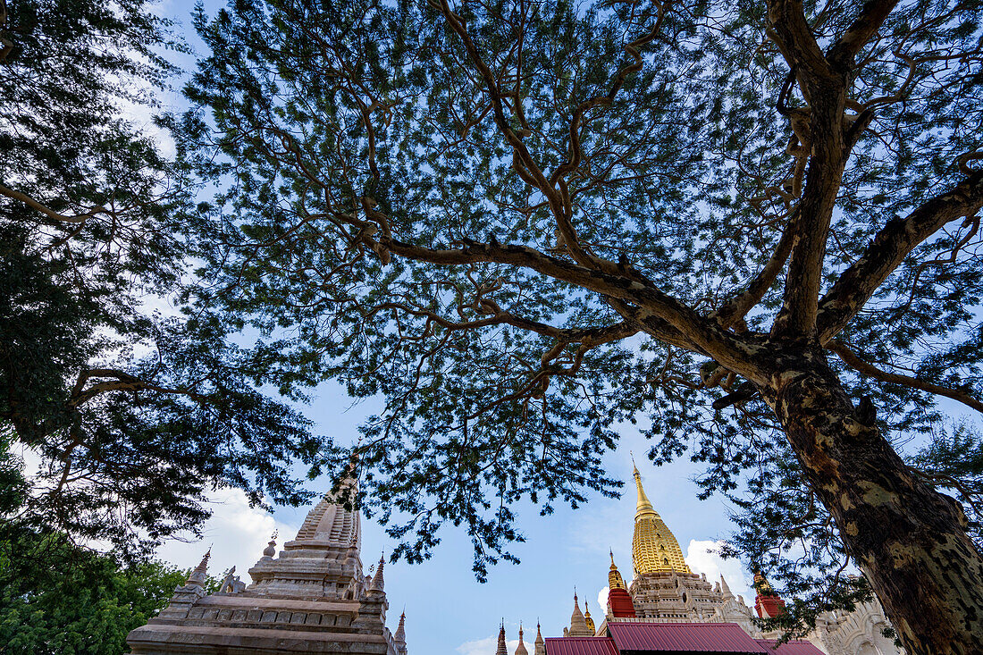 Looking up through the trees at the Ananda Temple in the Ancient city of Bagan; Bagan, Mandalay, Myanmar (Burma)