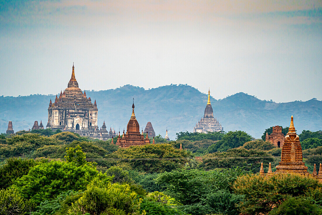 Thatbyinnyu Temple and pagodas in the morning light, displaying their ornate towers over the treetops on the Bagan Plain; Bagan, Mandalay, Myanmar (Burma)