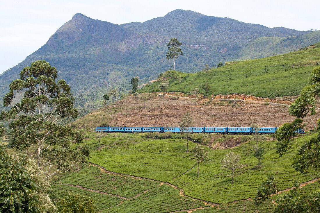 Der berühmte Blaue Zug, der durch die Landschaft und die Teeplantagen im Bergland fährt; Nanu Oya, Bergland, Zentralprovinz, Sri Lanka.