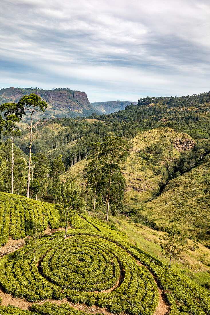Blick auf die Landschaft und Teeplantagen mit kreisförmig angelegten Teesträuchern in der Nähe von Nanu Oya im Hügelland; Dikoya, Nuwara Eliya District, Zentralprovinz, Sri Lanka.