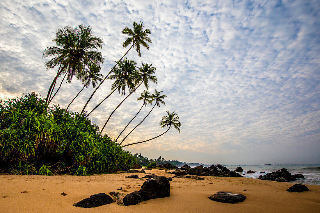 Palmen (Arecaceae), Felsen und Sand an der Küste des Indischen Ozeans am Kumu Beach; Balapitiya, Distrikt Galle, Sri Lanka.