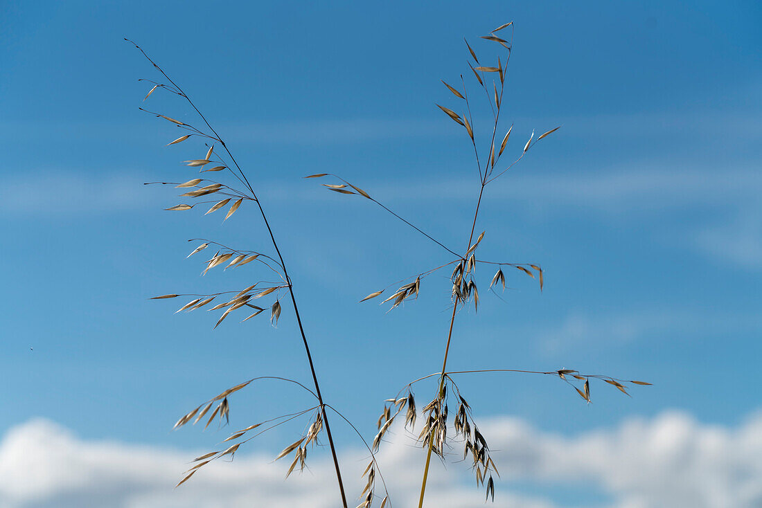 Two stems of oats (Avena sativa) with seeds against a blue, cloudy sky; South Shields, Tyne and Wear, England