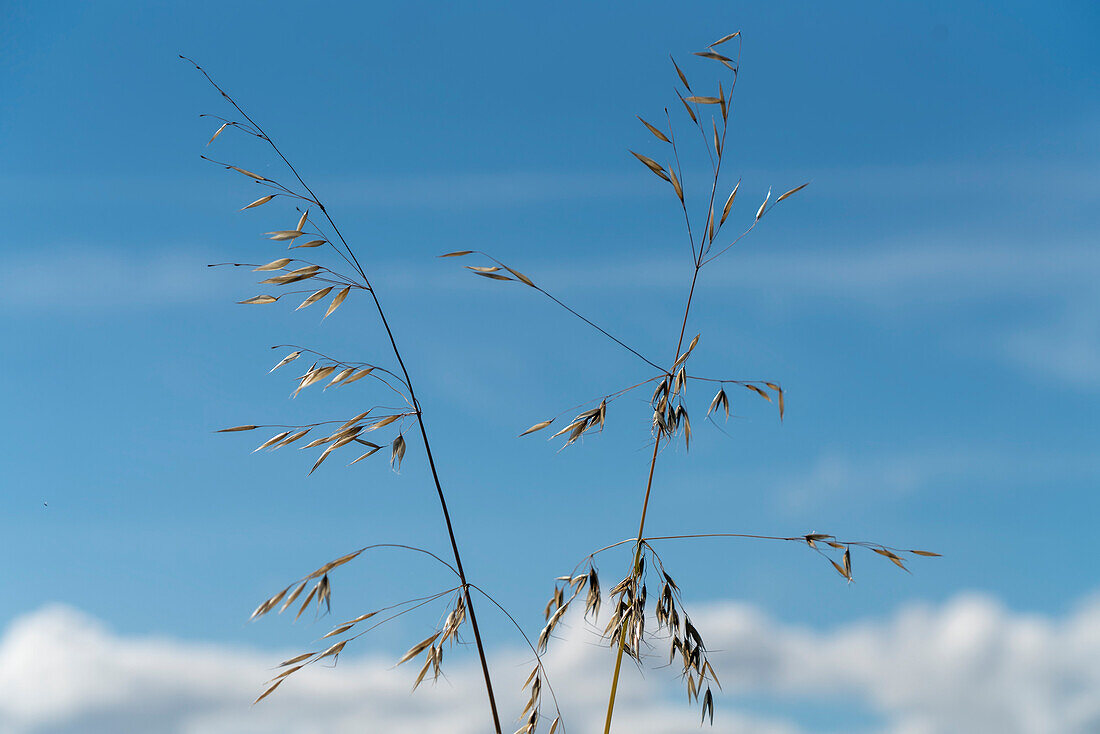 Zwei Stängel von Hafer (Avena sativa) mit Samen vor blauem, bewölktem Himmel; South Shields, Tyne and Wear, England.