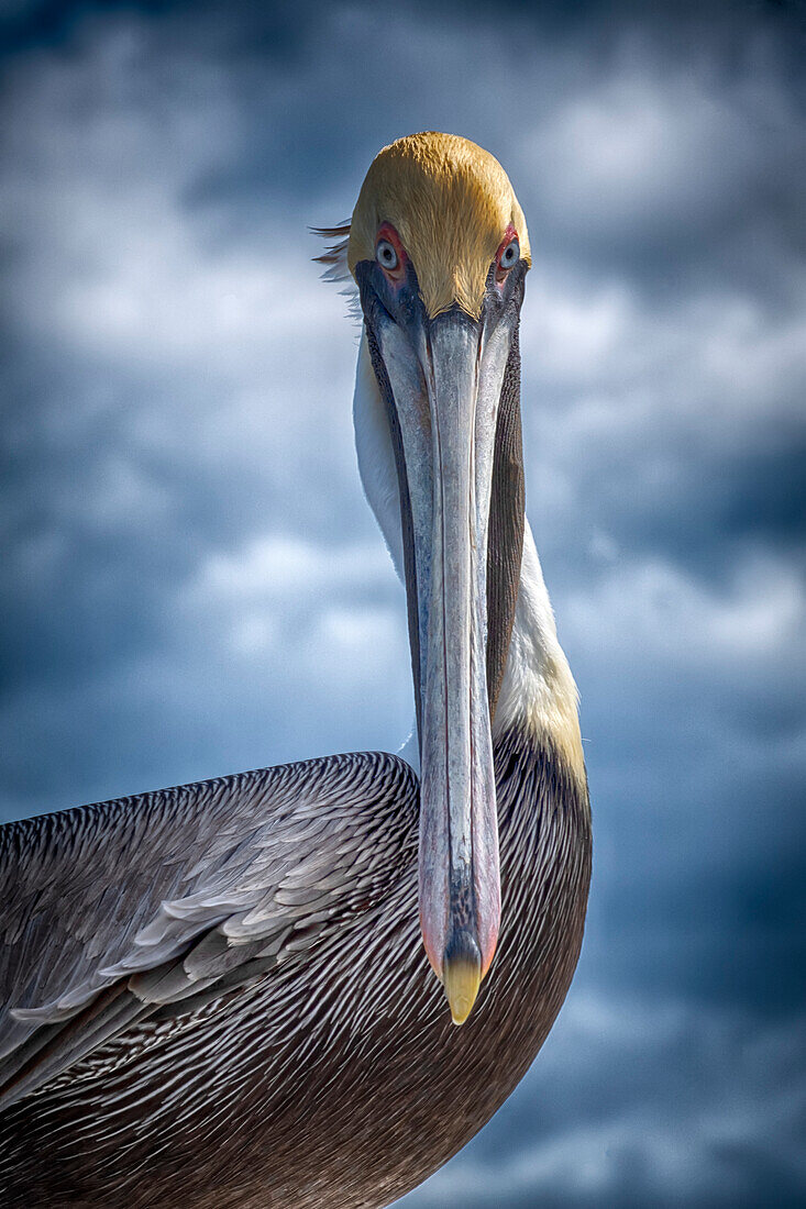 Stylized Portrait of a Brown Pelican (Pelecanus occidentalis) looking intensely at the camera; St Augustine Beach, Florida, United States of America