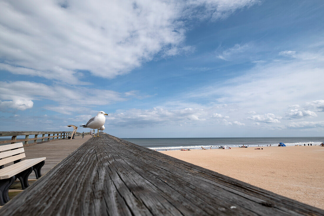 A Seagull (Larus) rests on a wooden railing at the St Augustine Beach Pier; St Augustine Beach, Florida, United States of America