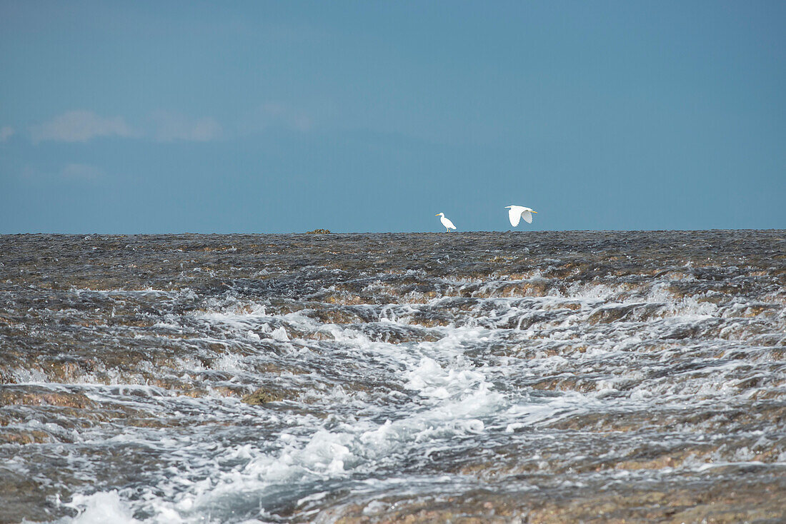 Eastern Great Egrets (Ardea alba modesta) hunting for food on the Montgomery Reef as it emerges from Camden Sound at Low Tide; Western Australia, Australia