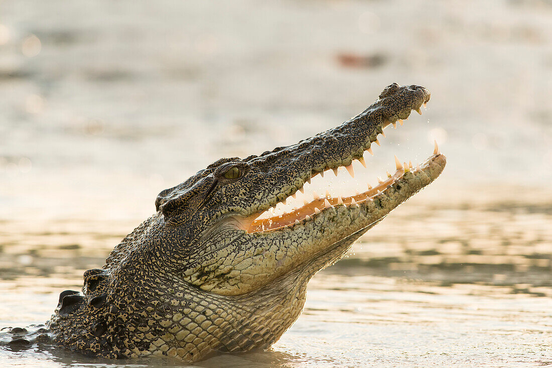 A saltwater crocodile (Crocodylus porosus) opens its jaws as it erupts out of the Hunter River, part of the Kimberley Region; Western Australia, Australia