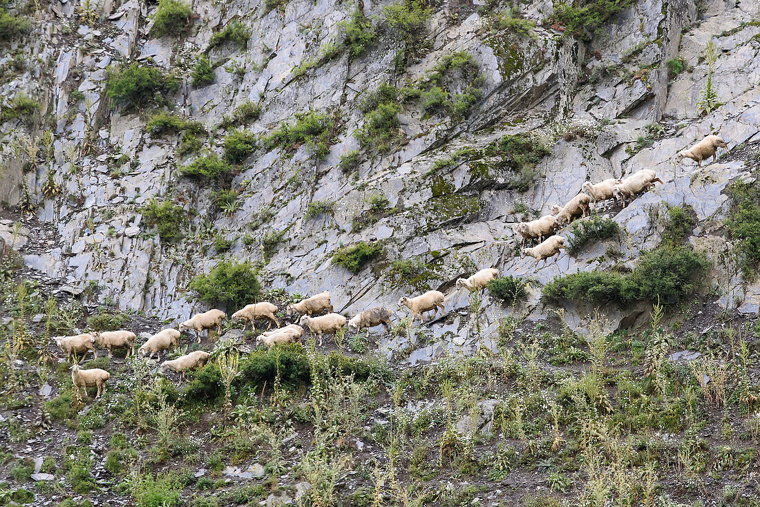 Sheep (Ovis aries) moving down the rocky cliffs grazing along the Alazani River Valley near Dartlo in the Tusheti National Park; Dartlo, Kakheti, Georgia