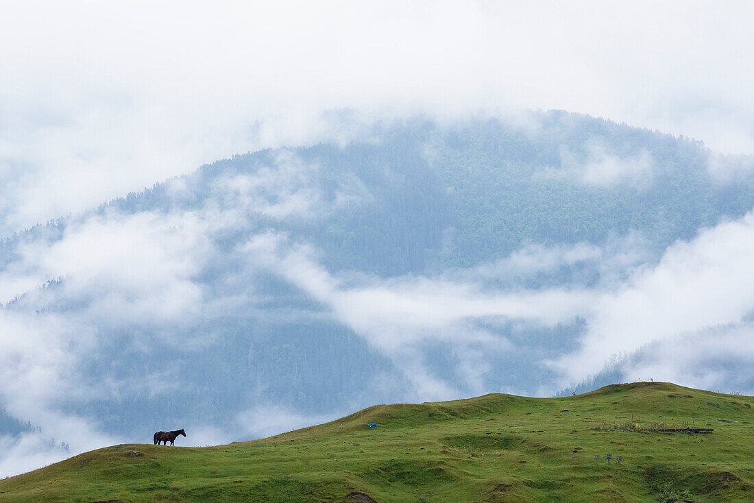 Pferde grasen auf einer Bergweide, während der Morgennebel die Berge um das mittelalterliche Dorf Omalo im Tuscheti-Nationalpark bedeckt; Omalo, Kachetien, Georgien.