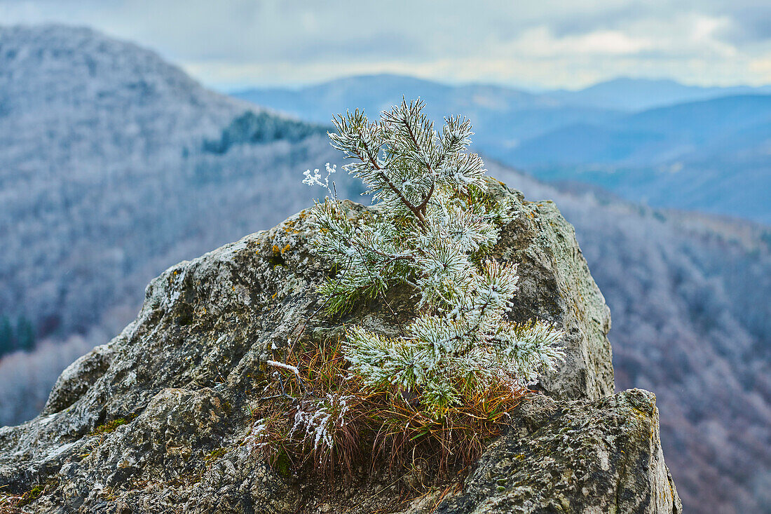 Nahaufnahme einer verschneiten Kiefer (Pinus sylvestris) auf dem Gipfel des Berges Vapec im Strazov-Gebirge; Kleine Fatra, Westkarpaten, Horna Poruba, Slowakei.