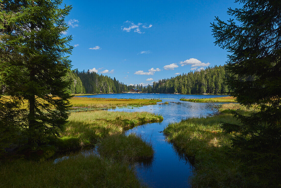 Ein kleiner Bach, der in den Arbersee mündet, Nationalpark Bayerischer Wald; Bayern, Deutschland