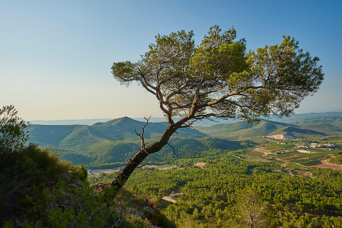 Zirbelkiefer (Pinus pinea) auf einem Berg mit Blick über die Landschaft bei Sonnenaufgang; Katalonien, Spanien.