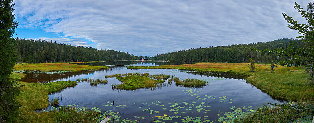 Wetlands with a grassy shoreline surrounding Lake Arbersee, National Park, Bavarian Forest; Bavaria, Germany