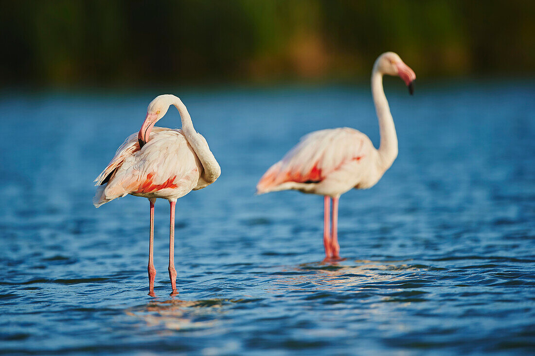 Zwei Große Flamingos (Phoenicopterus roseus), die im Wasser stehen, im Parc Naturel Regional de Camargue; Saintes-Maries-de-la-Mer, Camargue, Frankreich.