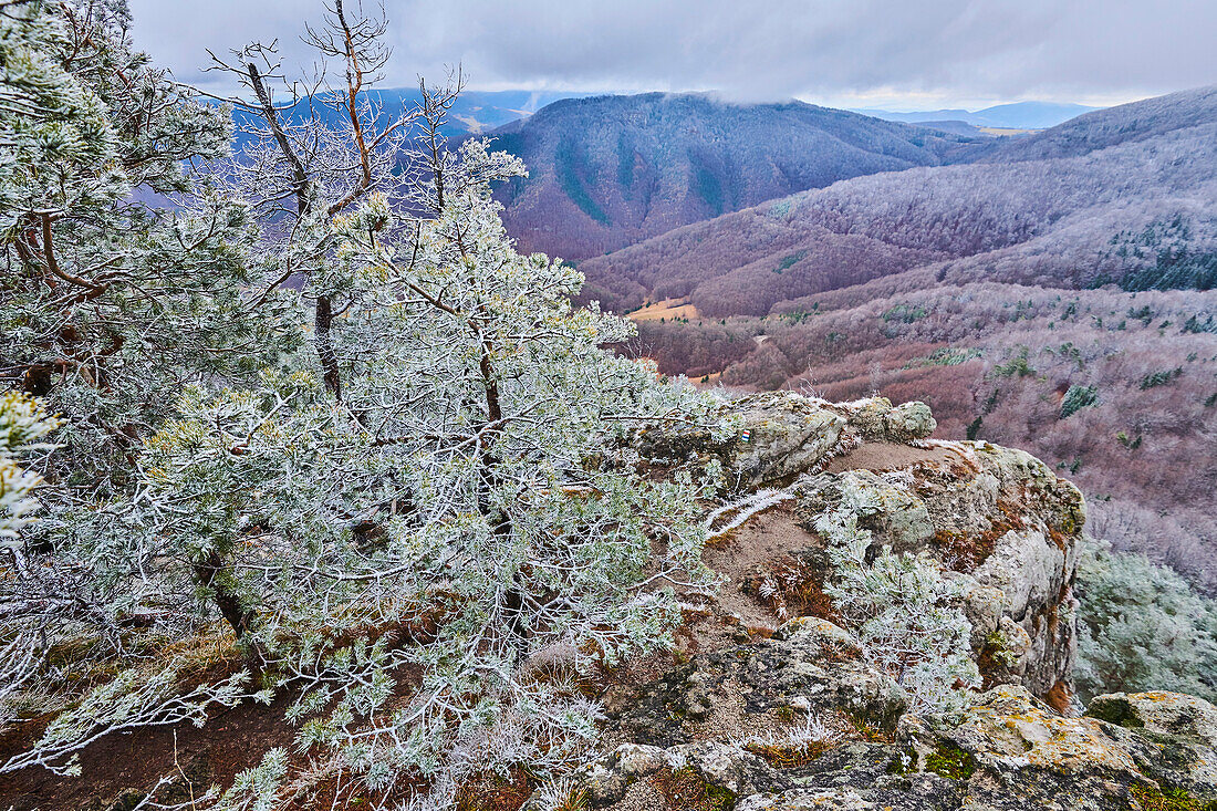 Nahaufnahme von verschneiten Waldkiefern (Pinus sylvestris) auf dem Gipfel des Berges Vapec im Strazov-Gebirge mit Blick auf die Landschaft; Kleine Fatra (Kleine Fatra), Westkarpaten, Horna Poruba, Slowakei.