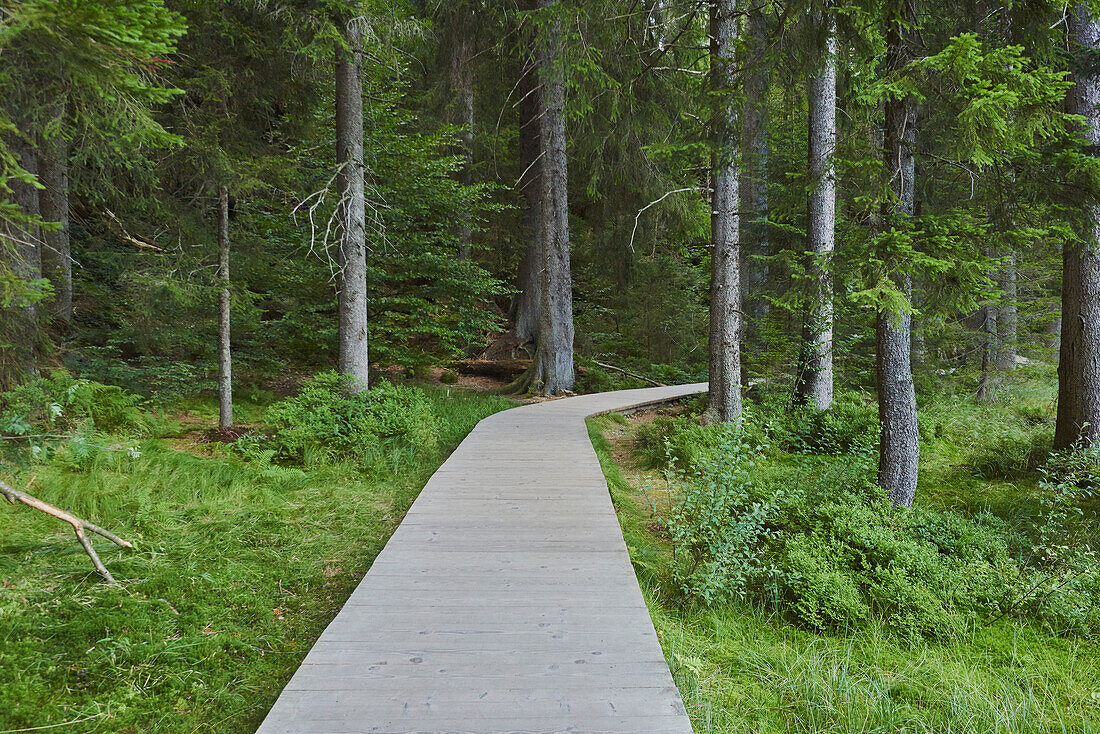 Trail going through the forest at Arbersee, Bavarian Forest; Bavaria, Germany