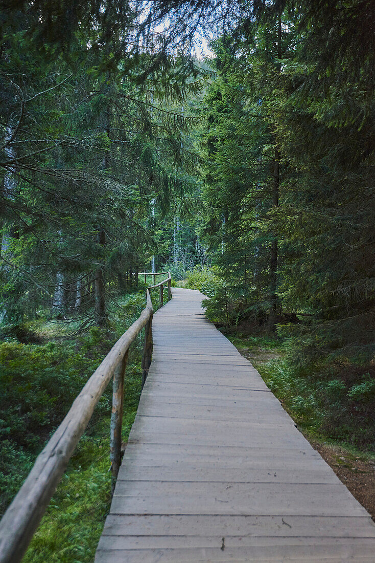 Trail going through the forest at Arbersee, Bavarian Forest; Bavaria, Germany