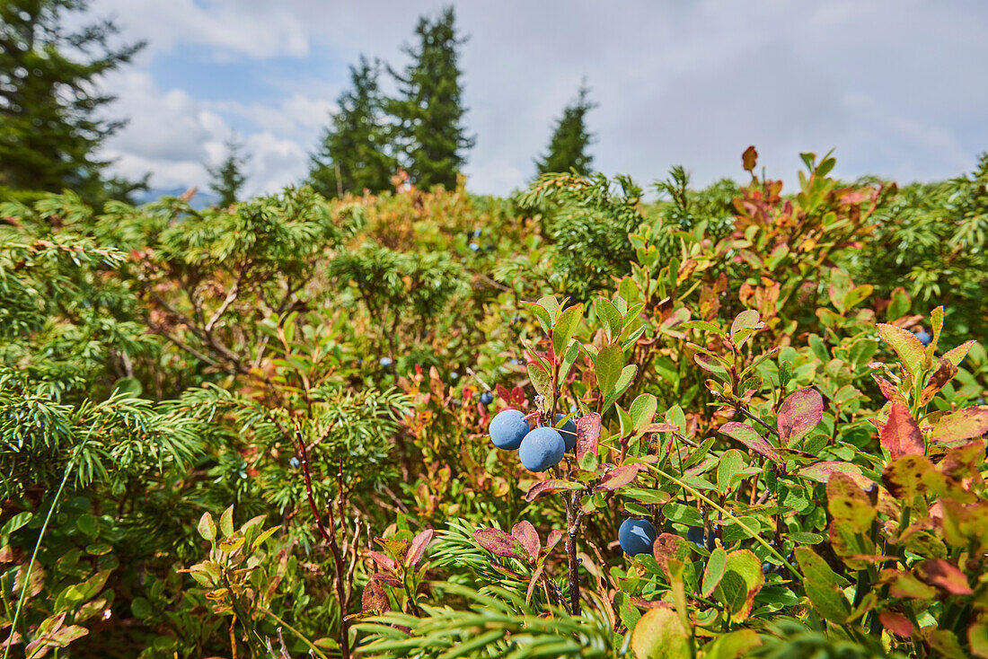 Close-up of bog bilberry or bog blueberry (Vaccinium uliginosum) fruits on Mount Schüttenhöhe, Zell am See, Kaprun; Salzburg State, Austria