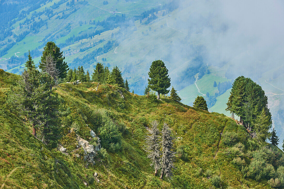 Scots pine (Pinus sylvestris) trees on Mount Schüttenhöhe above Zell am See, Kaprun; Salzburg State, Austria