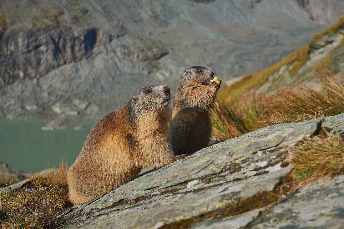 Nahaufnahme von zwei Alpenmurmeltieren (Marmota marmota), die auf einem felsigen Hang stehen, eines frisst, am Großglockner (Gro?glockner); Nationalpark Hohe Tauern, Österreich