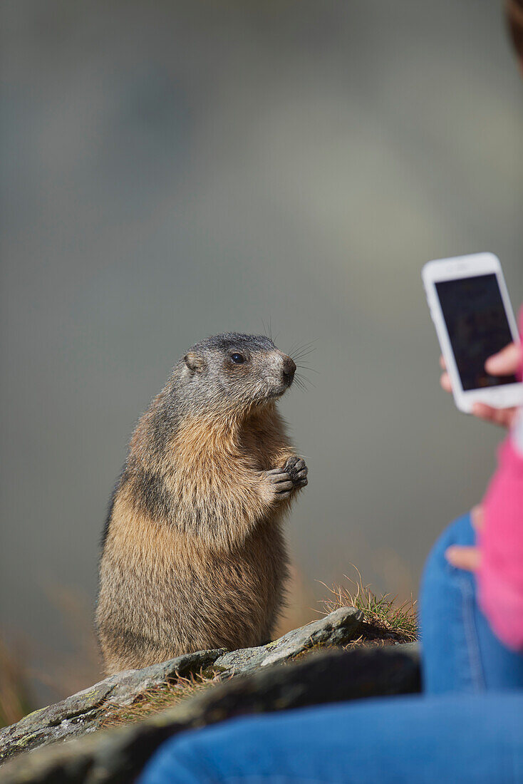 Tourist with smartphone taking a picture of an alpine marmot (Marmota marmota) standing close-by, Grossglockner (Großglockner); High Tauern National Park, Austria
