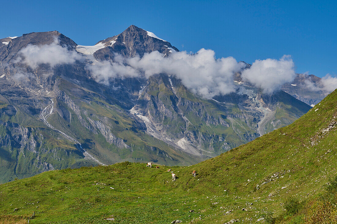 Scenic view into the alpine mountains from the Hochalpenstraße (Hochalpenstrasse) with cattle (Bos taurus) grazing on the grassy mountainside; Kärnten (Carinthia), Austria